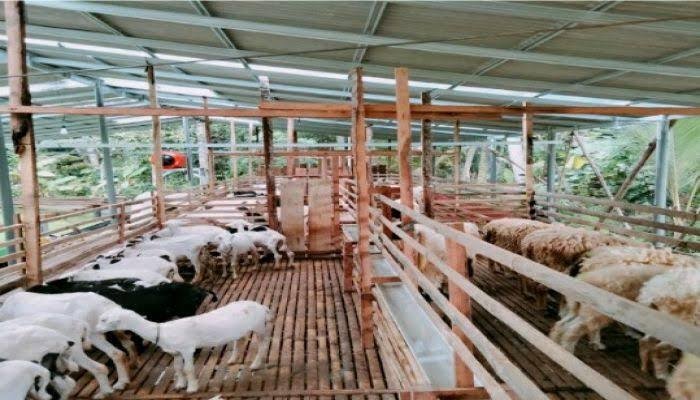 Mengembangkan Usaha Ternak Kambing dengan Pengelolaan Modern
